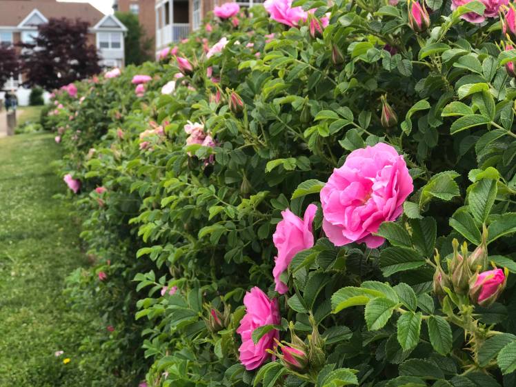 38085639_10155675008581658_2177754397113581568_n