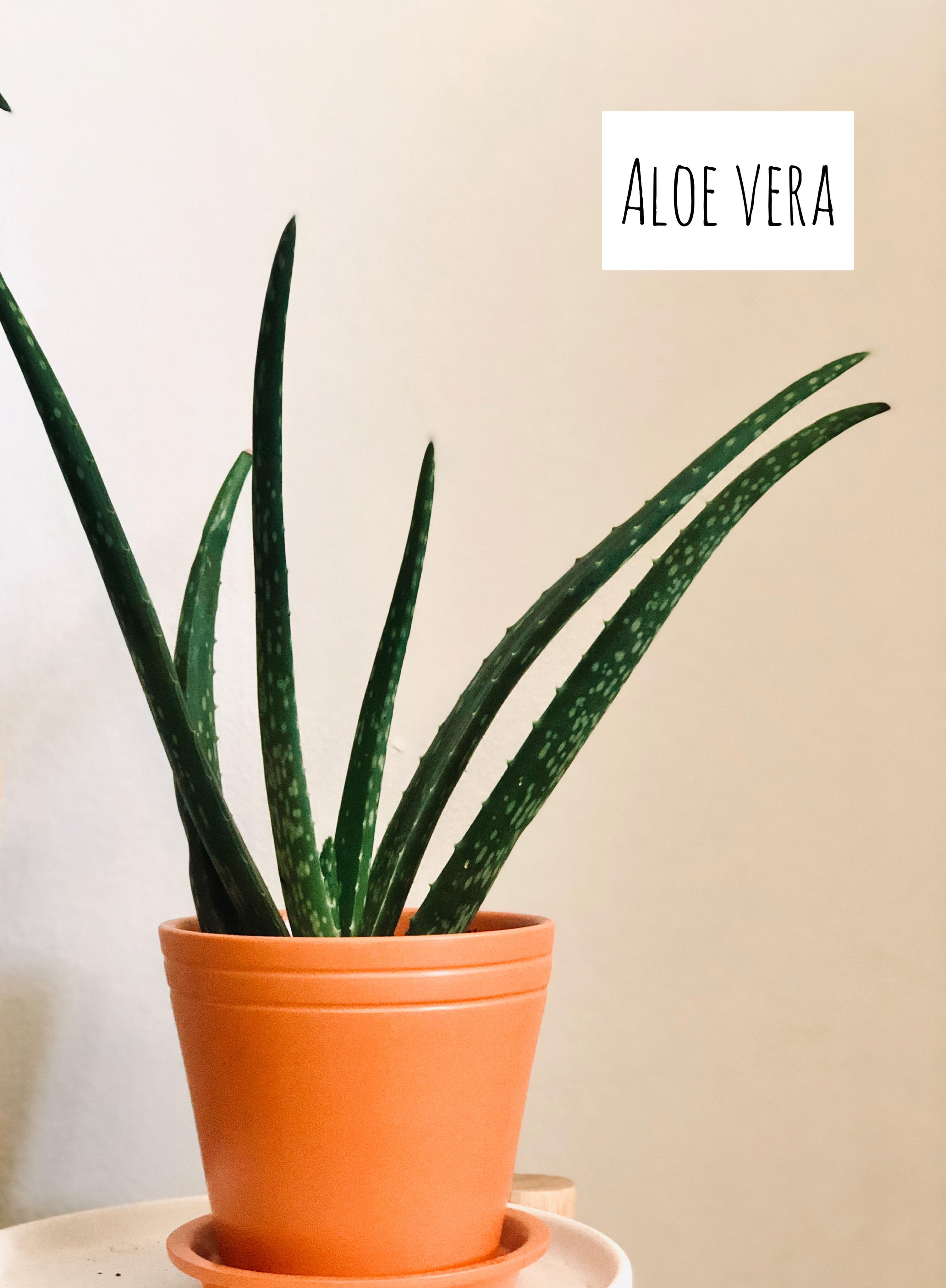 104122019_299946107707848_2013680849450361757_n