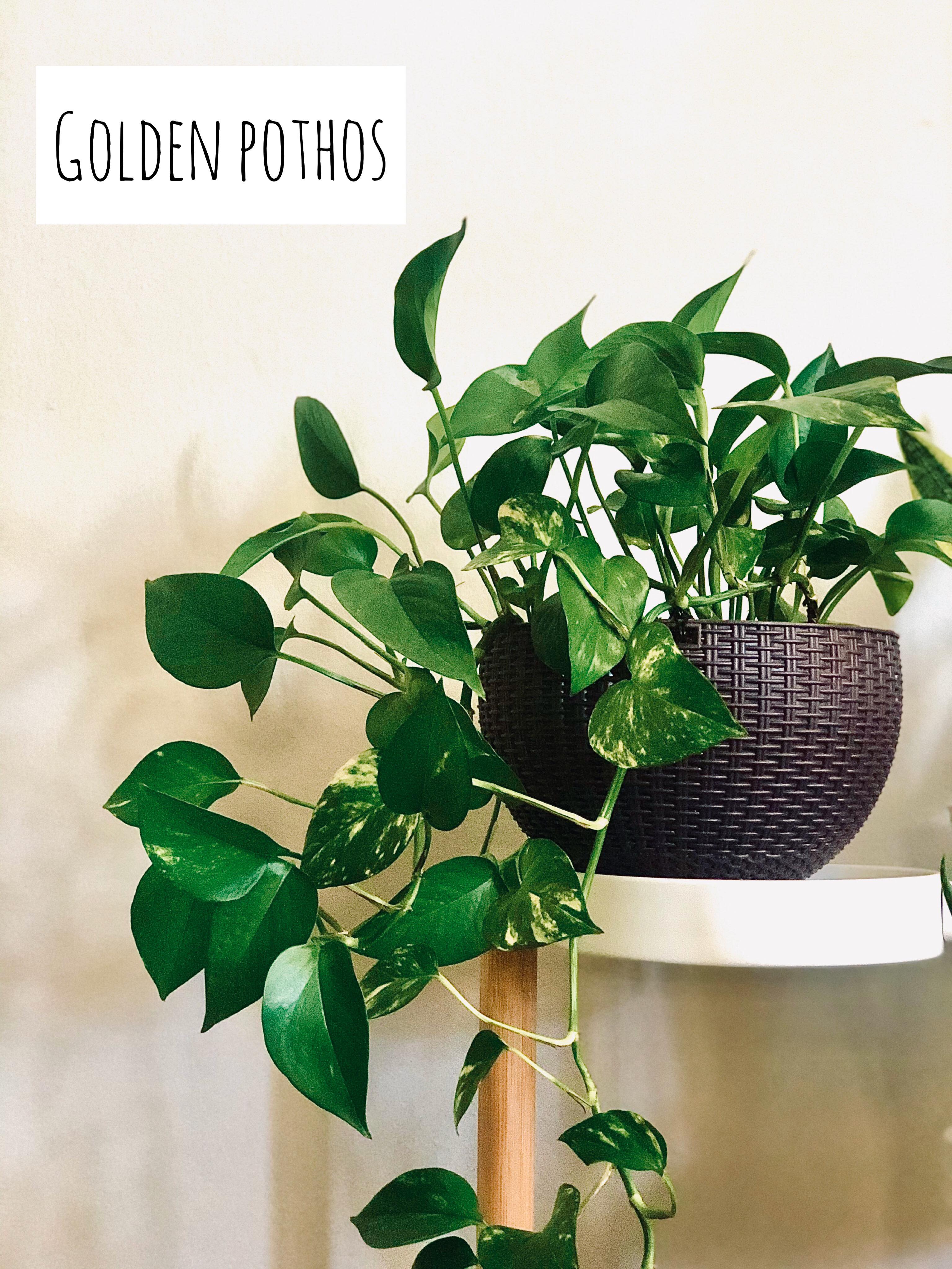 104431299_326669648501519_5023766298125474341_n